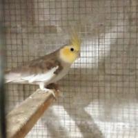 Calopsite maschio f.p