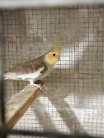 Calopsite maschio f.p