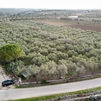 Uliveto C.da BELVEDERE (Zona RIGGIO)