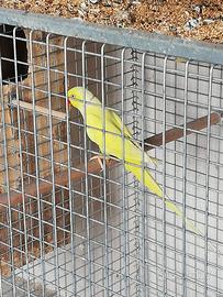 Coppia parrocchetti dal collare lutino