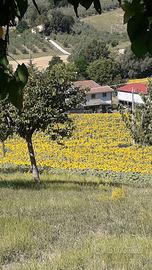 Agriturismo in gestione