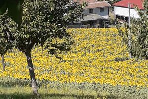 Agriturismo in gestione