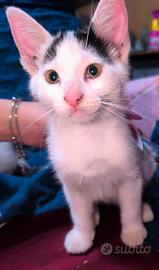 Gattini