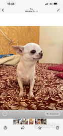 Chihuahua