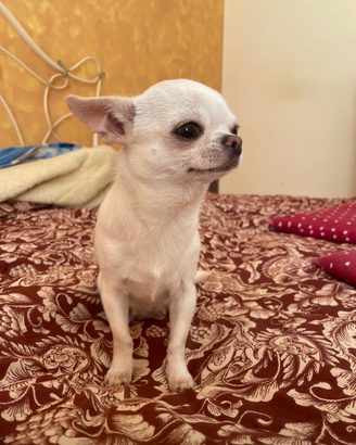 Chihuahua