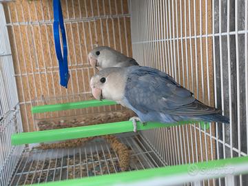 Coppia inseparabili e gabbietta omaggio