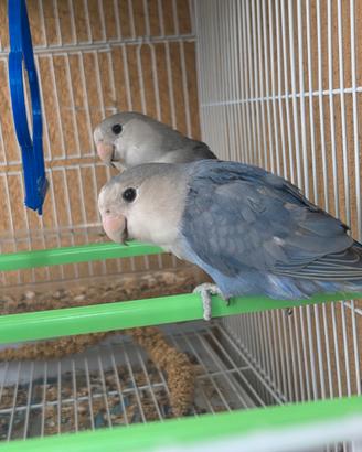 Coppia inseparabili e gabbietta omaggio