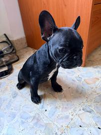 Bulldog francese