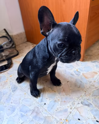 Bulldog francese