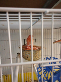 Canarini maschi rosso brinato