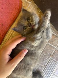 Gattini 1 mese