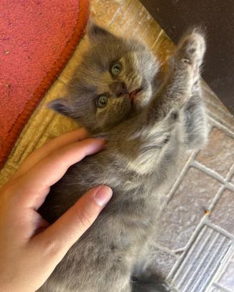 Gattini 1 mese