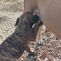 Disponibili cuccioli di cane corso