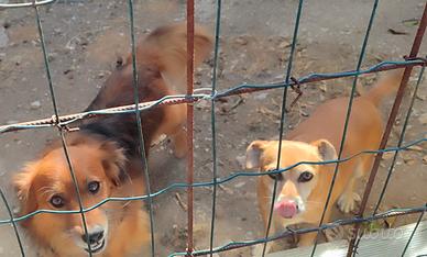 Cuccioli taglia piccola