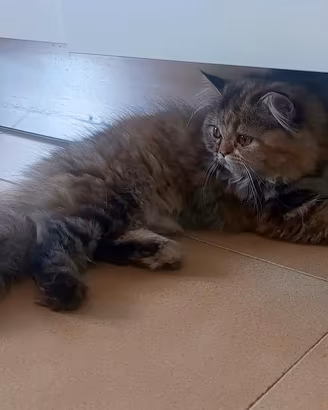 persiana tartarugata tricolore femminuccia 