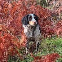 Springer Spaniel iscritta ENCI