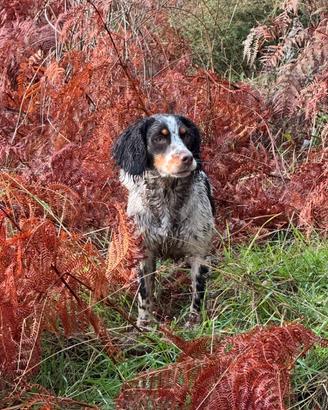 Springer Spaniel iscritta ENCI