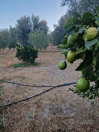 Terreno agricolo 7 ettari rossano cs