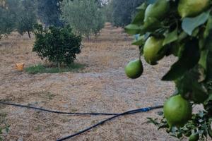 Terreno agricolo 7 ettari rossano cs