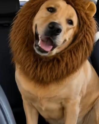 Cuffia da Leone