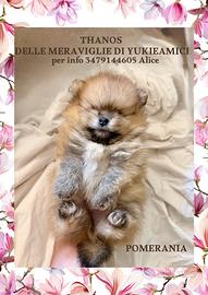 Spitz nano tedesco/ Pomerania