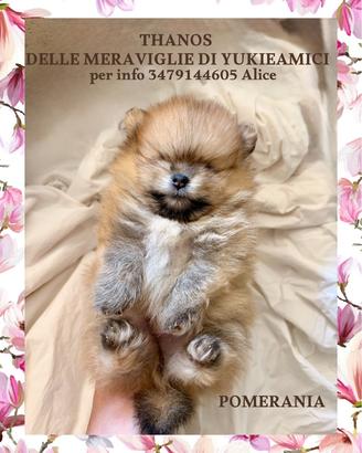 Spitz nano tedesco/ Pomerania