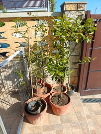 alberi agrumi frutto