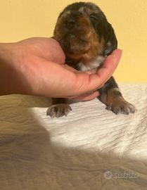 Bassotto a pelo duro