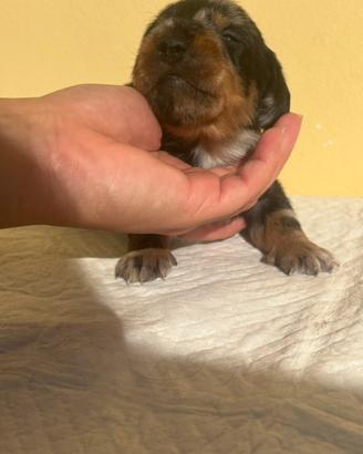 Bassotto a pelo duro