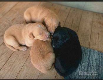 Cuccioli cocker
