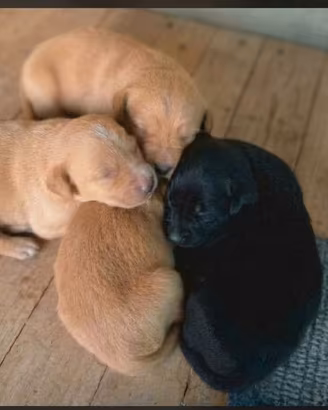 Cuccioli cocker