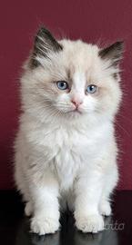 Cuccioli ragdoll
