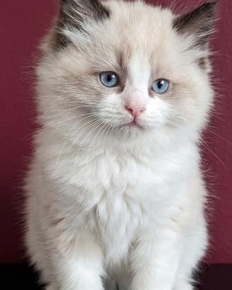 Cuccioli ragdoll