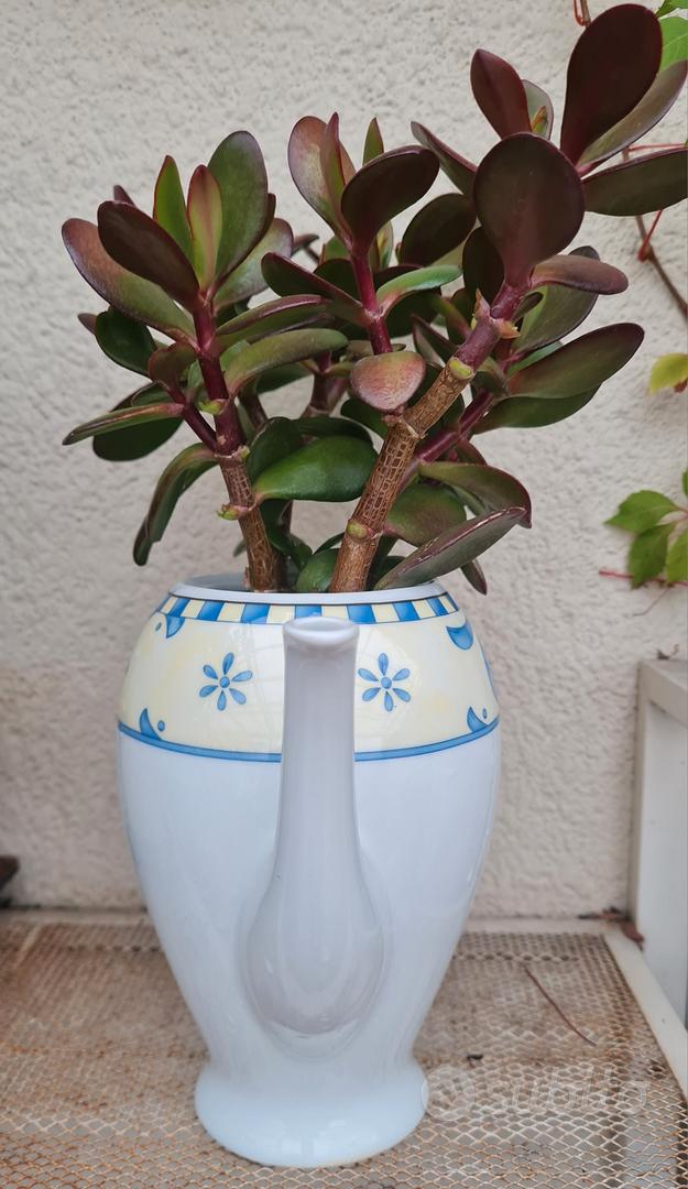 Crassula ovata (Albero di giada, pianta dei soldi)