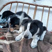Cuccioli Border Collie