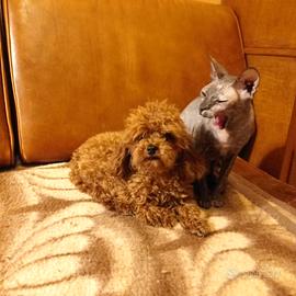 Barboncino red minitoy-teacup