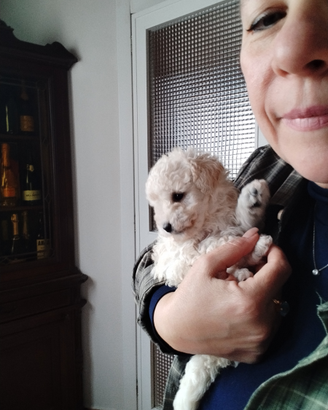 Barboncino albicocca e champagne Toy/Nano Pedigree