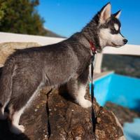 Siberian Husky cucciola