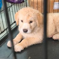 Cucciolo disponibile per seria adozione