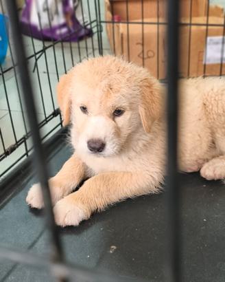 Cucciolo disponibile per seria adozione