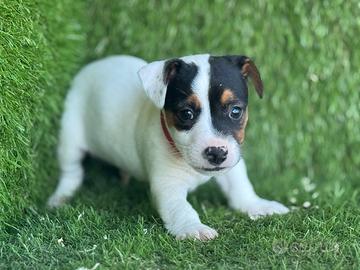 Jack russell