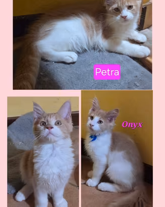 Cucciole Maine Coon ANFI - Il Sogno di Lola