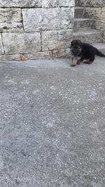 Cucciolo pastore tedesco
