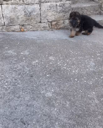 Cucciolo pastore tedesco
