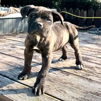 Cane corso tigrato