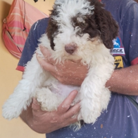 Lagotto romagnolo