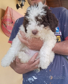 Lagotto romagnolo