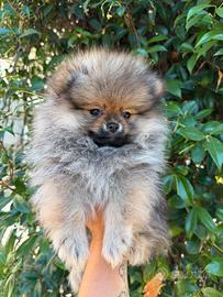 Spitz tedesco nano di Pomerania