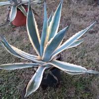 Agave