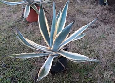 Agave